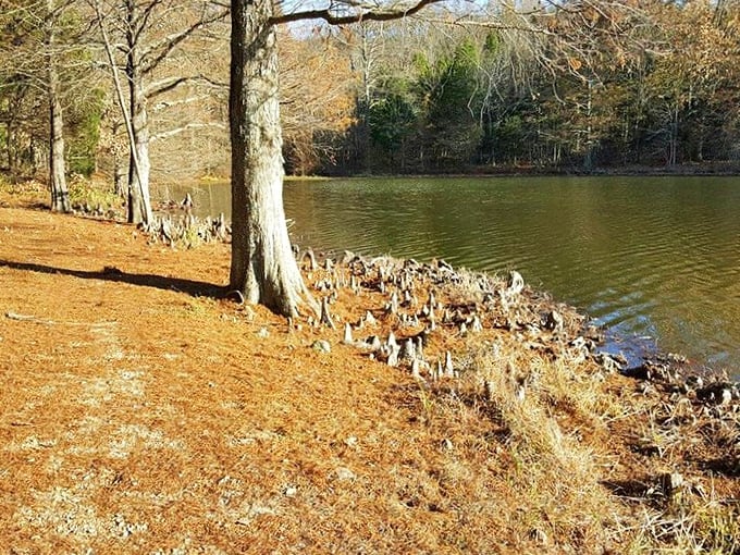 Follow the yellow brick road? Nah, follow this lakeside trail instead. It's got all the magic of Oz, minus the flying monkeys.