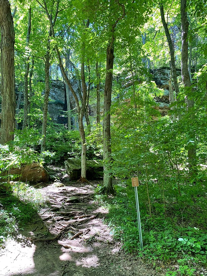 Fifty shades of green: This lush forest scene is like a real-life Chia Pet, but way more impressive. Nature's own vertical garden!