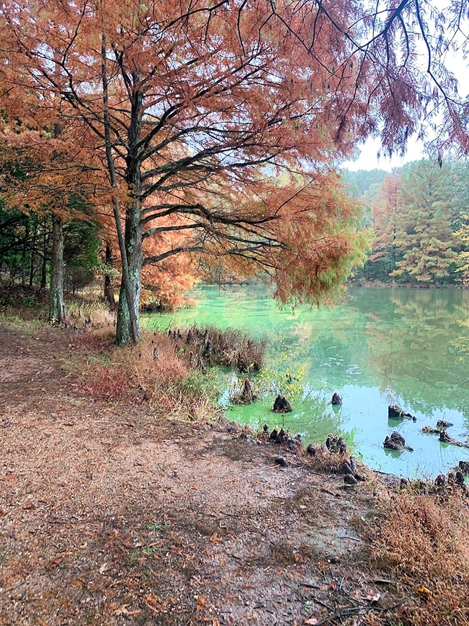 Autumn's masterpiece: Mother Nature flexing her artistic muscles with a palette of reds, oranges, and golds. Bob Ross would be proud!