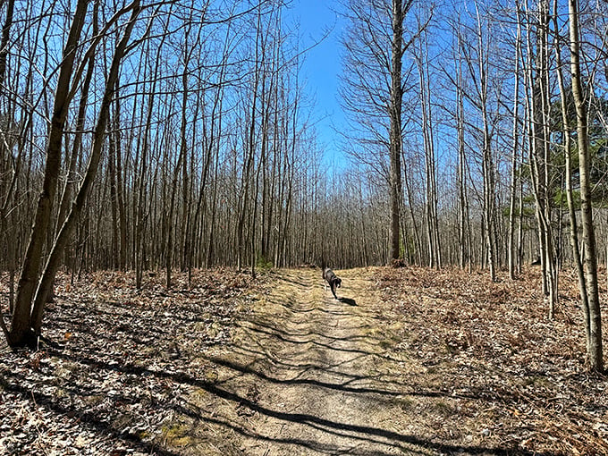 Nature's treadmill: Pentwater Pathways. Where the squirrels cheer you on and the trees high-five you with their branches. No gym membership required!