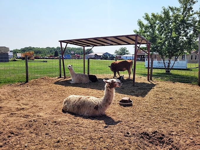 Who knew Paul Bunyan had a petting zoo? These laid-back llamas are living their best life, showing off those stylish 'dos.