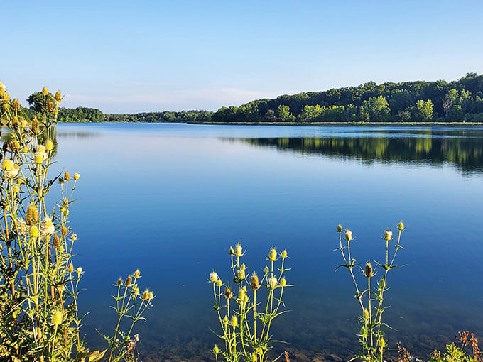 Serenity now! This glassy lake surface is smoother than a freshly Botoxed forehead, reflecting trees like nature's own funhouse mirror.