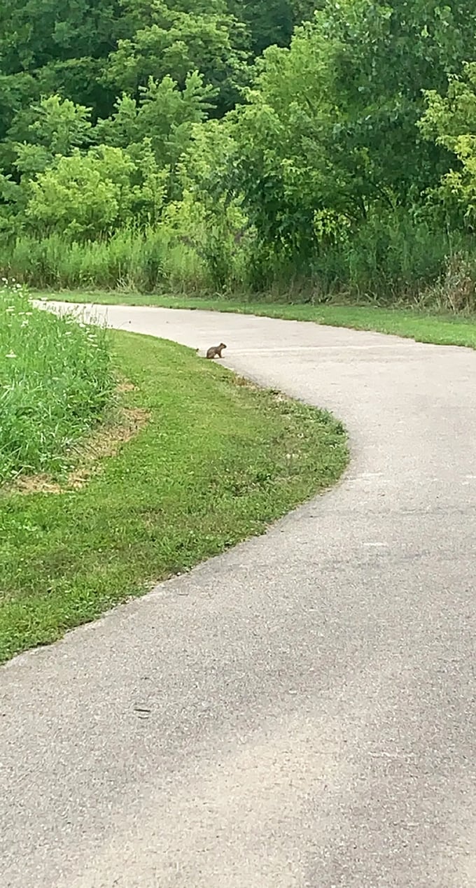 Squirrel! This little guy's crossing the path like he's auditioning for his own version of "Frogger". Watch out for joggers, buddy!