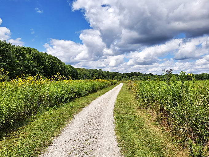 The road less traveled: This trail is begging for an impromptu adventure. Flanked by wildflowers and forest, it's a Robert Frost poem come to life – minus the difficult life choices.