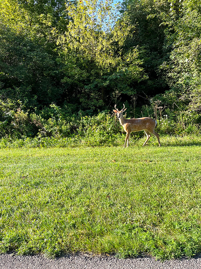 Oh deer! This four-legged local is clearly the park's unofficial welcoming committee. No autographs, please – he's camera shy.