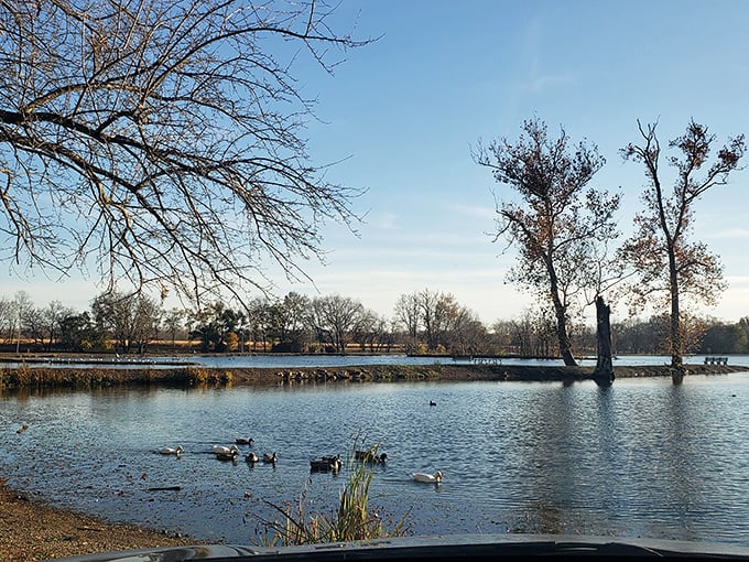 Duck, duck, goose! These feathered residents are living their best lake life. It's like a real-life version of "Angry Birds," minus the slingshots.