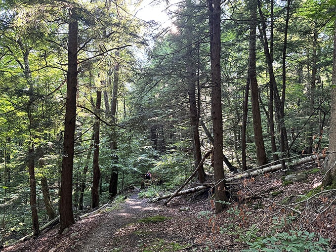 Stepping into this forest is like entering Narnia's cooler, more laid-back cousin. Sunbeams play hide-and-seek between the leaves.