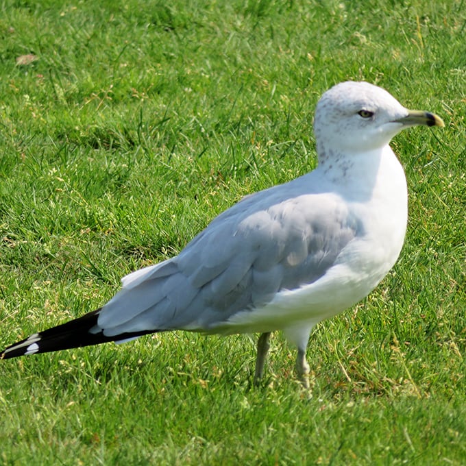 Meet the local welcoming committee: a seagull with an attitude that screams, 