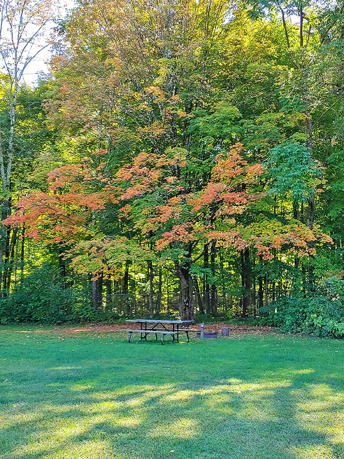 Fall's grand finale: A maple tree puts on a show that would make Broadway jealous, with a picnic table for front-row seats.