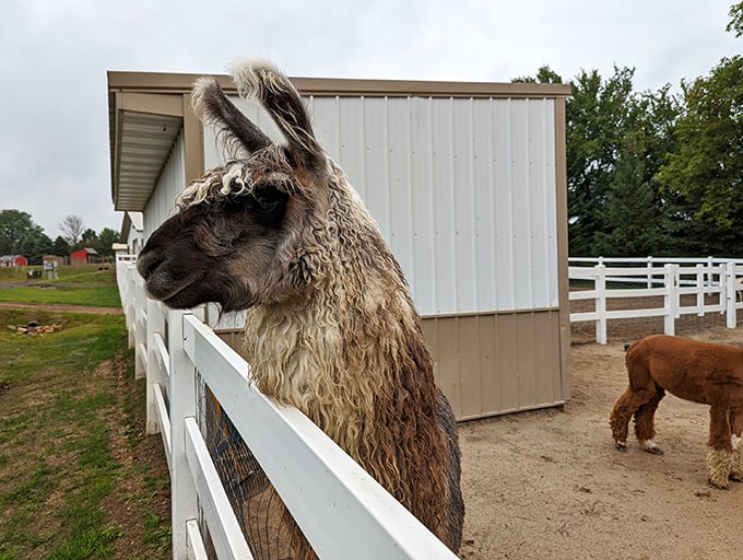 "Paint me like one of your French alpacas," this diva seems to say. That's some serious side-eye game! 