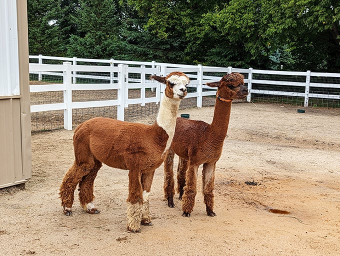 It's a face-off of fluff! These two alpacas seem to be having a "who's cuter" contest. Spoiler alert: it's a tie. 