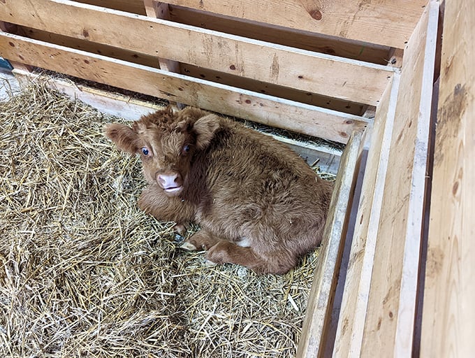 Moo-ve over, cuteness overload coming through! This little calf is ready for its close-up and our hearts aren't ready. 