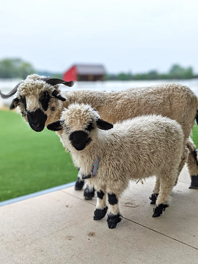 Not your average farm residents! These woolly wonders look like they're posing for the cover of "Sheep Weekly."