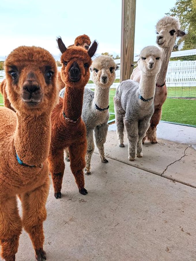 The alpaca welcoming committee is ready for you. Their motto? "You can't spell 'happiness' without 'alpaca'... sort of." 