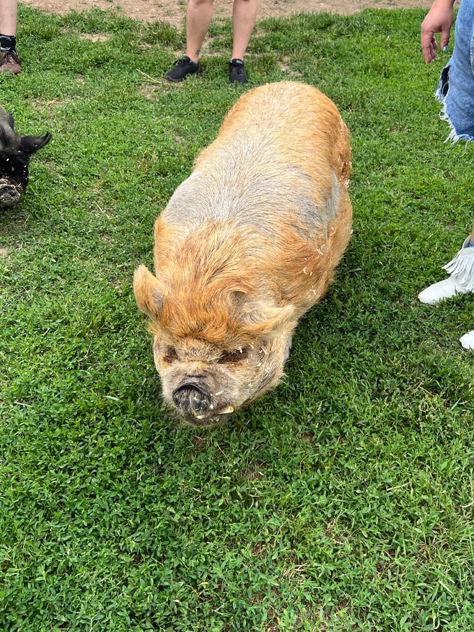 This little piggy went to... steal the show! Who knew farm life could be so glamorous? 