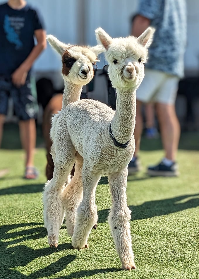 Double trouble never looked so adorable. These cria are like walking cotton candy with legs – sweet and irresistible! 