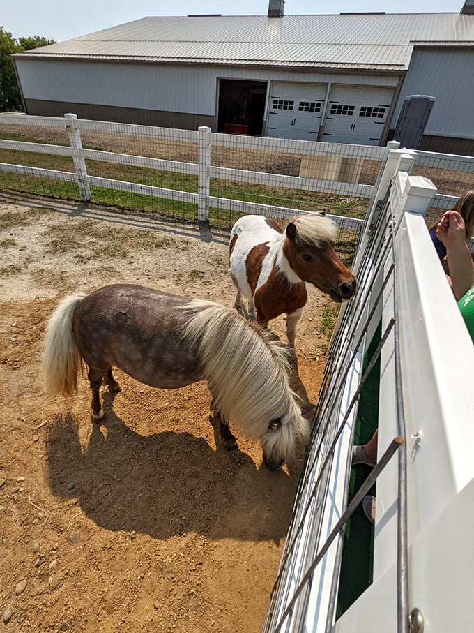 Miniature horses or mythical creatures? These pint-sized equines are serving some serious fairy tale vibes. 