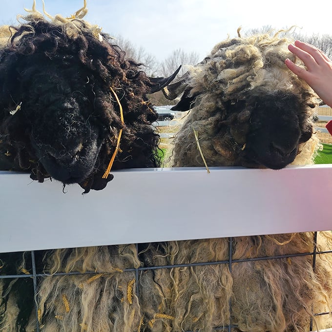 "Ewe talkin' to me?" This sheep's got attitude for days. It's like Robert De Niro in a wooly coat. 