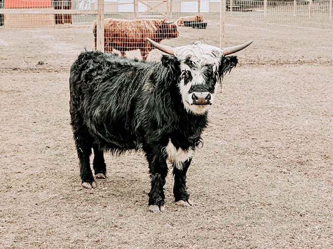 This fluffy calf is channeling its inner model. 