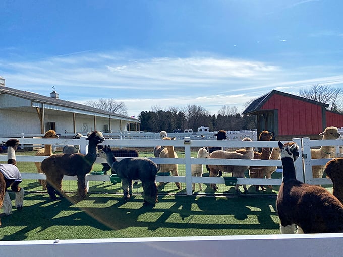 The alpaca army assembles! It's like they're posing for the most adorable album cover ever. "Straight Outta Pasture," anyone?