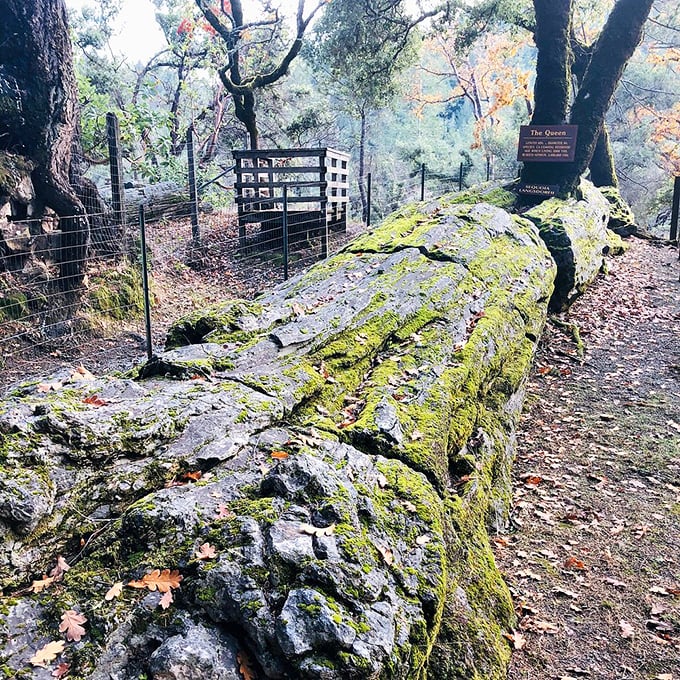 Meet "The Queen," a petrified redwood that's been lying down on the job for millions of years. Talk about beauty sleep!