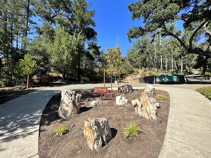 "To Forest" or not "To Forest"? That's not even a question in Calistoga's Petrified wonderland.