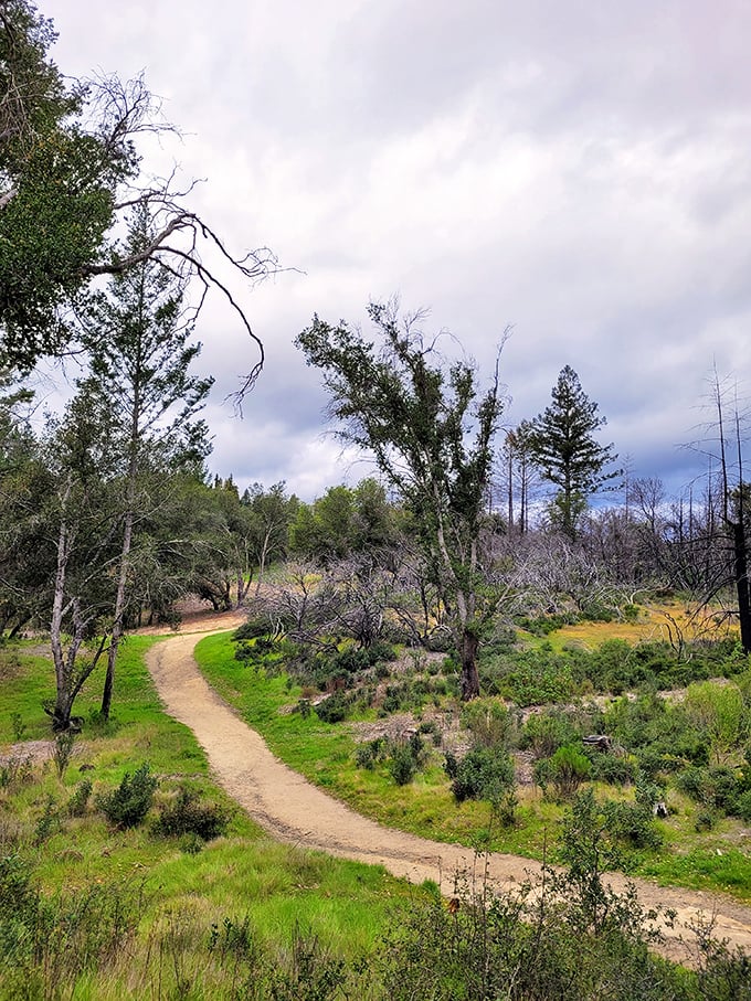 Winding trails and whispers of ancient forests – this path through Calistoga's wilderness is better than any yellow brick road.