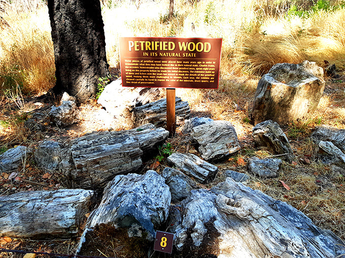 Petrified wood: where "rock solid" meets "knock on wood." It's nature's way of preserving history, one tree at a time.