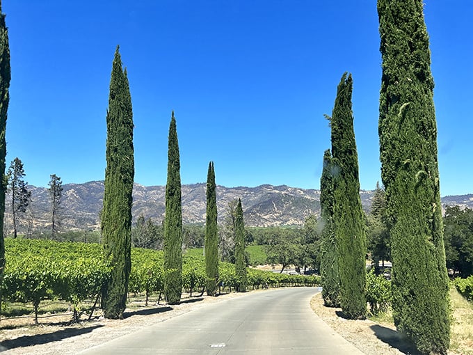 Rows of promise: Calistoga's vineyards are like nature's sheet music, each vine a note in the symphony of wine.