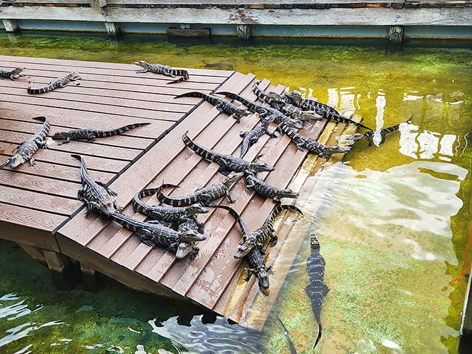 Gator gathering! These scaly sunbathers are having the ultimate Florida pool party.