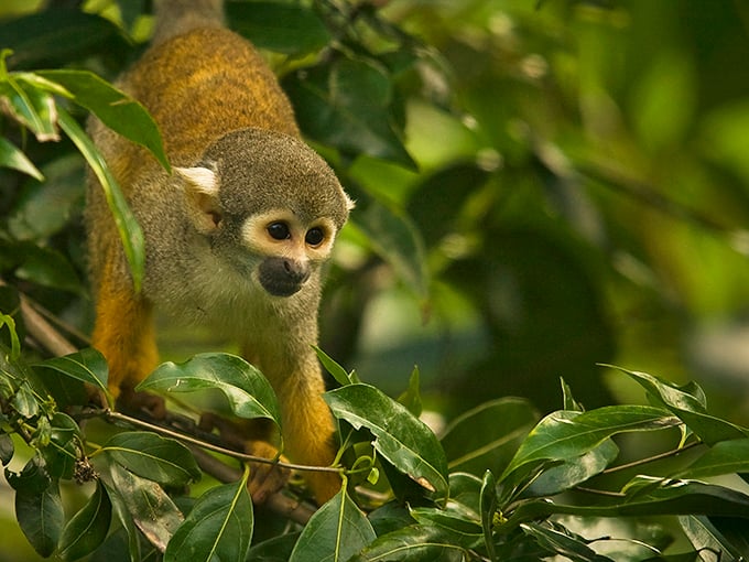 Simian shenanigans! This little guy's got a mischievous look that screams, 'Watch your snacks!'