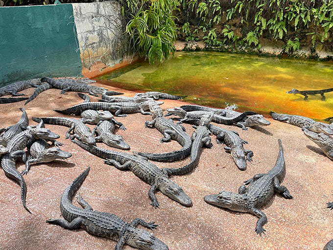 Reptile rendezvous! This gator meet-and-greet is not for the faint of heart.