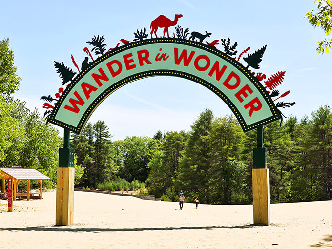 Welcome to Maine's sandy surprise! This desert oasis amidst pine trees is nature's way of saying, "Expect the unexpected." Lawrence of Arabia, eat your heart out!