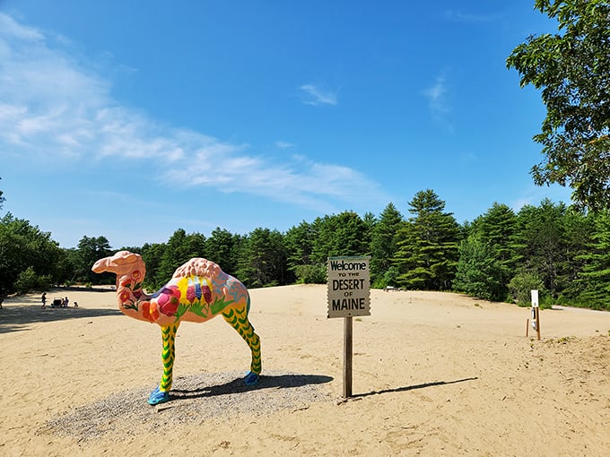 Who needs camels when you've got this colorful creature? Maine's desert proves that sometimes, the best mirages are the ones you can actually touch.