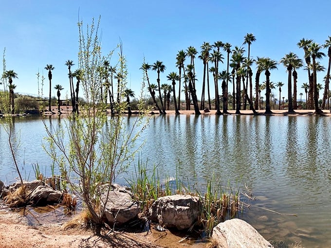 Palm trees on parade! These towering beauties line up along the lagoon like nature's own Rockettes, swaying to the desert breeze.