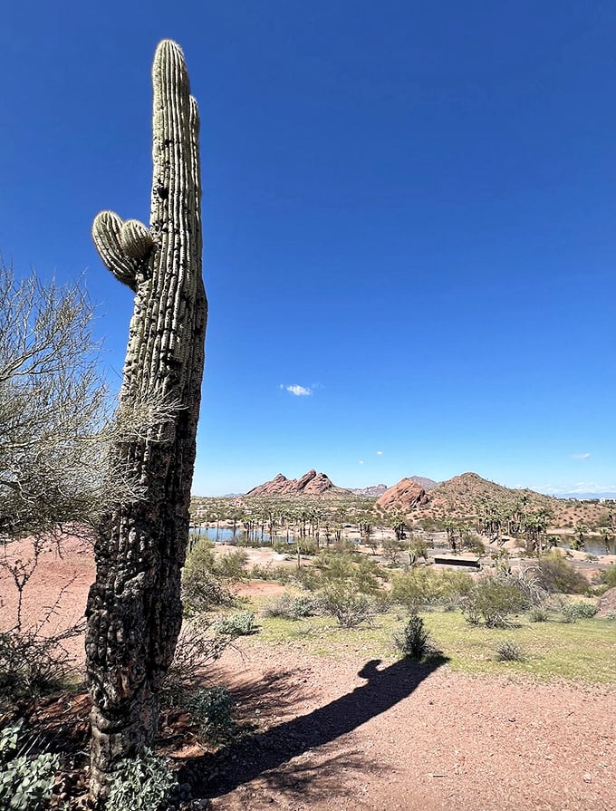 The saguaro stands tall, nature's own exclamation point, as if to say, "Look at this view!" We couldn't agree more, Mr. Cactus.