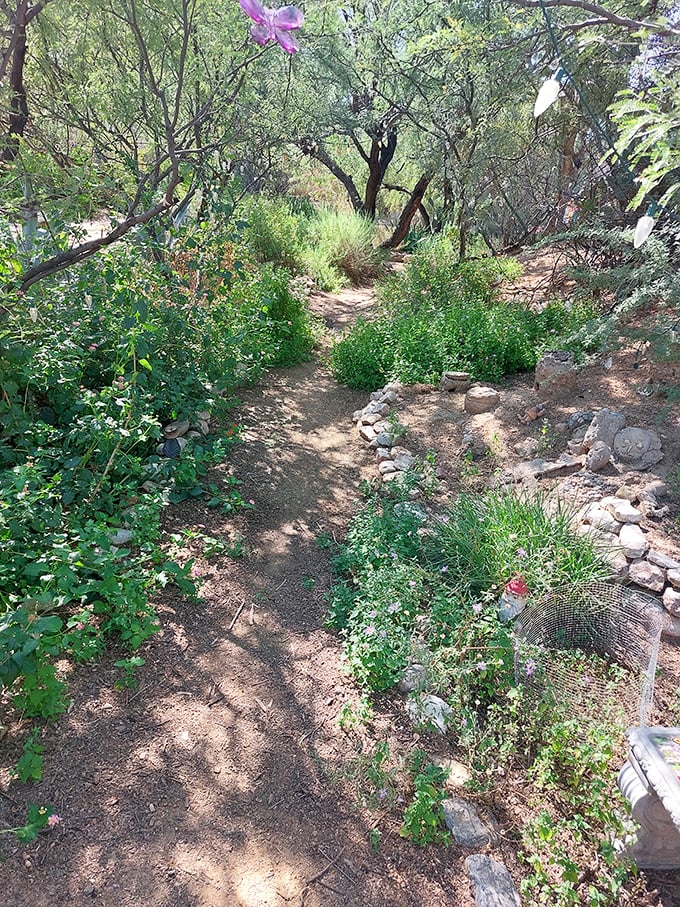 Nature's red carpet, desert style. This winding path invites you to take a stroll through a garden where cacti and creativity bloom side by side.