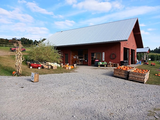 Welcome to apple paradise! Burtt's red barn stands proud, a beacon of fall flavors and family fun. Pumpkins await their destiny, while the promise of cider donuts beckons.