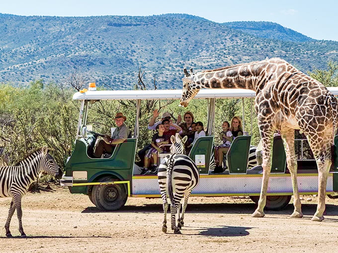 Who's taller now? Giraffes and zebras mingle with awestruck visitors on a safari adventure that brings Africa to Arizona's backyard.