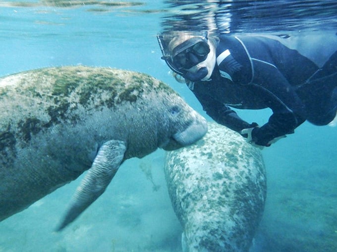 Nature's own infinity pool! Crystal River's pristine waters invite you to dive into a world where manatees reign supreme and relaxation is the only currency.