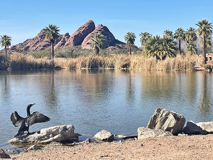 Nature's own watercolor masterpiece! Papago Park's red rocks and shimmering lagoon create a scene so picturesque, you'll swear Bob Ross himself painted it.