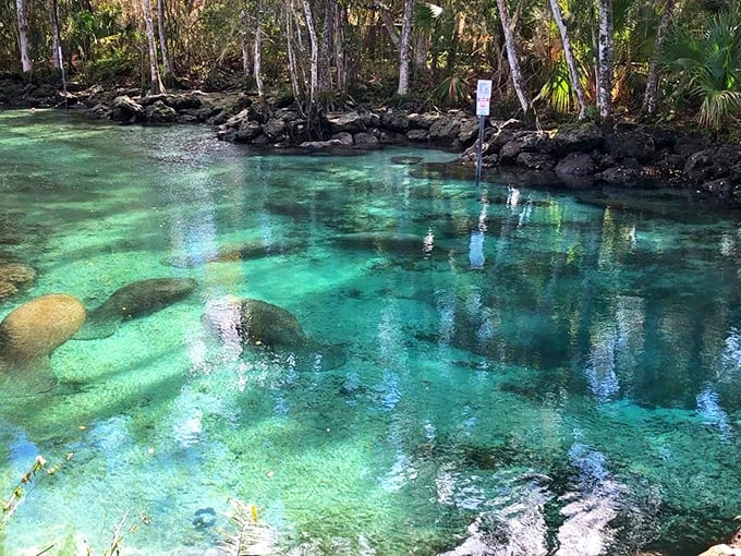 Nature's own infinity pool! Crystal River's pristine waters invite you to dive into a world where manatees reign supreme and relaxation is the only currency.