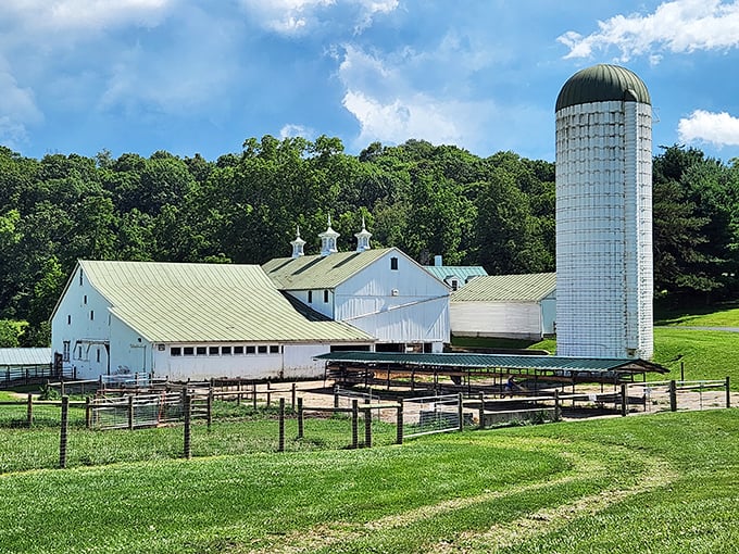 A postcard-perfect farm scene! This classic white barn and towering silo could be the cover of "Midwest Living" magazine. It's enough to make even city slickers dream of country life.