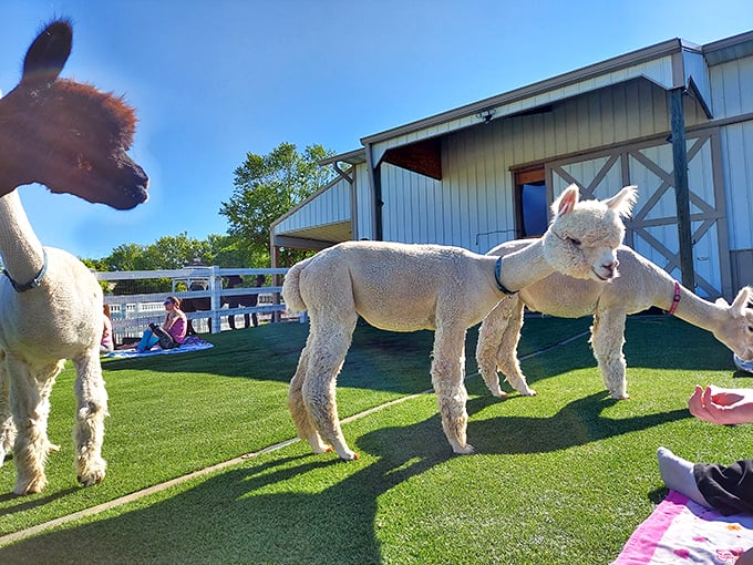 Welcome to alpaca paradise! These fluffy ambassadors of joy are ready to turn your ordinary day into an extraordinary adventure.